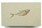 Detailed Fossil Fish (Diplomystus) - Wyoming #349609-1
